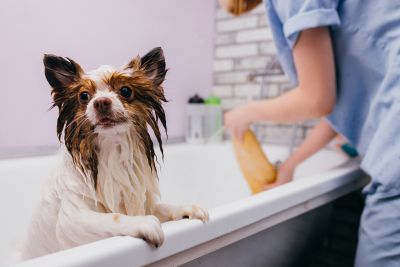 Pet Grooming and Pet Sitting Insurance in Northridge, CA by Discount Insurance Agency