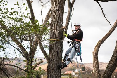 Tree Trimming Insurance in Northridge, CA by Discount Insurance Agency